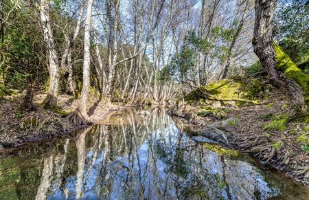 Forest river landscape. Spring forest river scene. Forest river reflection landscape.の写真素材