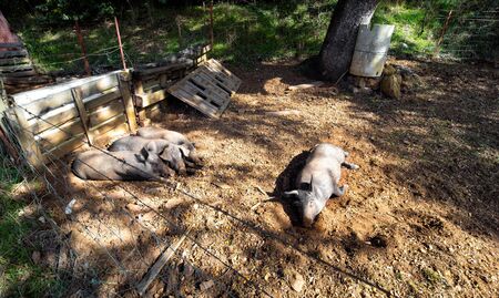 Iberian pigs resting in the field.の写真素材