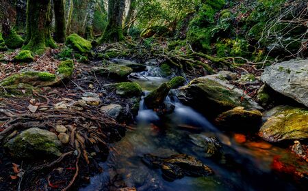 Beautiful scene in the forest . Mountain river flowing through the green forest.の写真素材