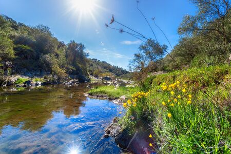 Landscape with forest, river and yelow flowers in front. Beautiful scenery in South of Spainの写真素材