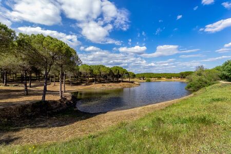 Beautiful nature landscape green forest of pine tree. Blue water in a forest with pine trees.の写真素材