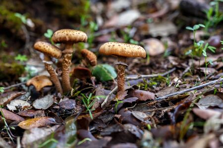 Mushrooms in autumn forest scene. Beautiful closeup of forest mushrooms.の写真素材