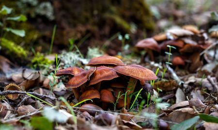 Mushrooms in autumn forest scene. Beautiful closeup of forest mushrooms. forest background. Closeup. Selective focus.の写真素材