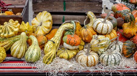 Beautiful and different varieties of squashes and pumpkins. Autumn rustic scene. Selective focus. Closeup.の写真素材