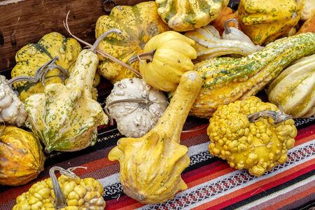 Beautiful and different varieties of squashes and pumpkins. Autumn rustic scene. Selective focus. Closeup.の写真素材