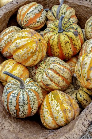 Beautiful and different varieties of squashes and pumpkins on rustic cork basket. Autumn rustic scene. Selective focus. Closeup.の写真素材
