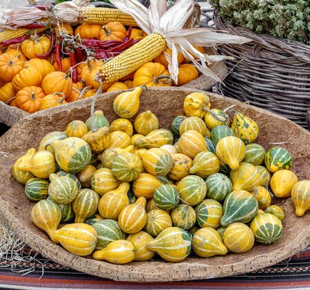 Corn and different varieties of squashes and pumpkins on rustic cork basket. Autumn rustic scene. Selective focus. Closeup.の写真素材