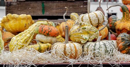 Beautiful and different varieties of squashes and pumpkins on table. Autumn rustic scene. Selective focus. Closeup.の写真素材