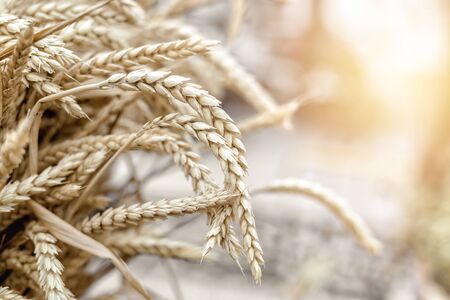 Ears of golden wheat close up. Beautiful rustic scene. Rural Scenery under Shining Sunlight. Selective focus. Copy space for designの写真素材
