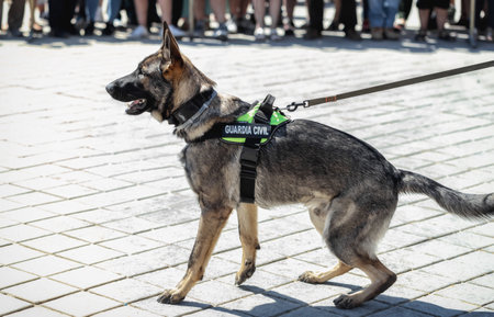 Seville, Spain - May 30, 2019: Portrair of trained dog during display of Spanish Armed Forces Day in Seville, Spain.のeditorial素材