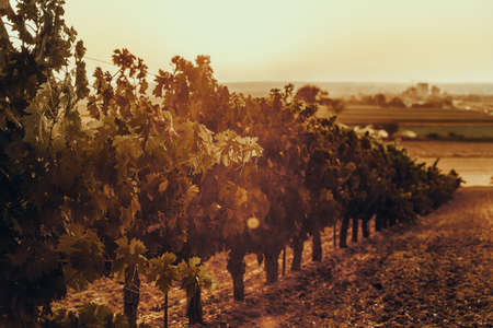 Beautiful scenic vineyard with sunset sky. Vineyard landscape in wine land country of Spain, Toro...