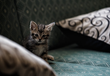 Cute little brown and black kitten playing on the bedの写真素材