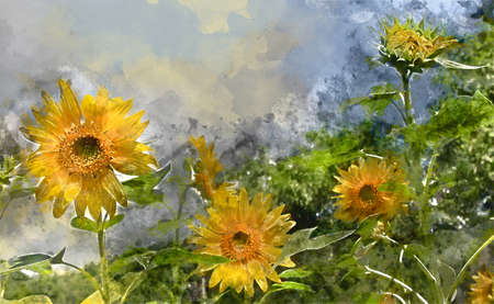 Digital watercolor painting of beautiful landscape image view of sunflower in a field, Japanの写真素材