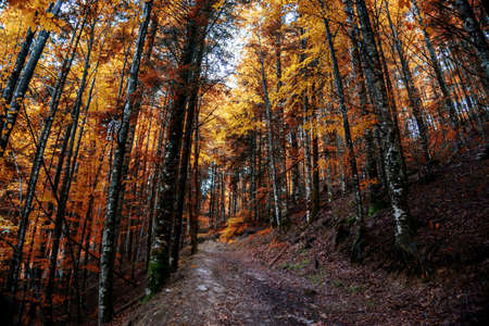 Amazing Autumn forest scenery. Irati forest in Navarra. Spainの写真素材