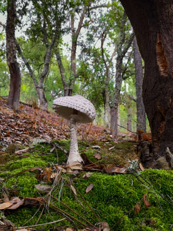 Beautiful Edible mushroom. Macrolepiota Procera growing on moss in autumn forest.の写真素材