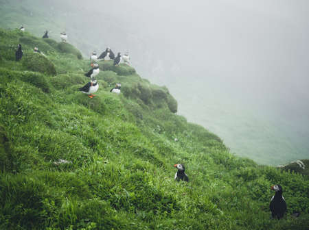 Beautiful Atlantic Puffins (Fratercula arctica) on Mykines, Faroe Islands. Danish. Europeの写真素材