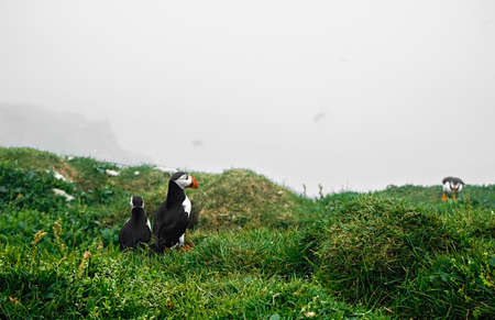 Beautiful Puffins, Fratercula, in the natural environment in the Mykines island, Faroe Islands.