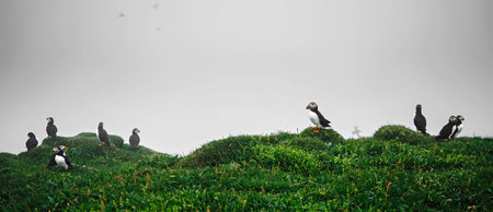 Many cute Atlantic Puffin (Fratercula arctica) are nesting in Mykines island a mist day, Faroe...
