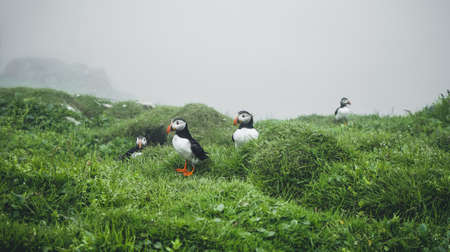 Beautiful Puffins, Fratercula, in the natural environment in the Mykines island, Faroe Islands.の写真素材