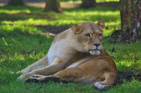 Lioness lying in the shade under a tree with sunny spots in the backgroundの写真素材