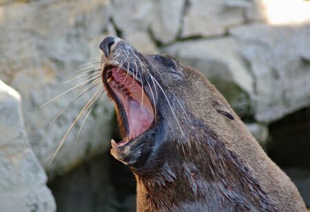 South African Brown Fur Seal showing its teeth and whiskersの写真素材