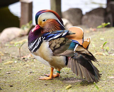 Colorful mandarin duckの写真素材