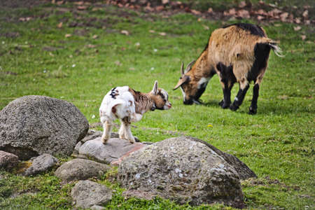 Kid standing on a rock with adult goat in the backgroundの写真素材