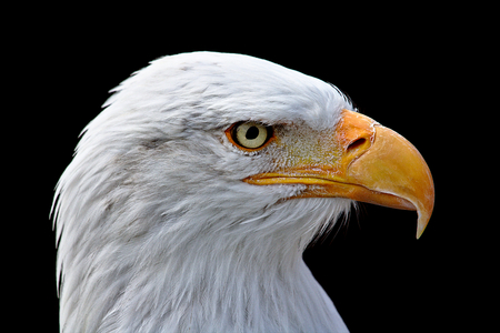 Closeup portrait of a bald eagle