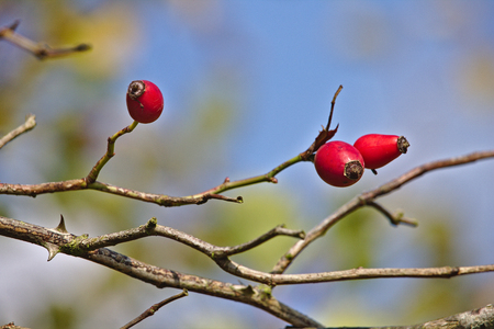 Rose hip of the dog rose with clear blue sky in the backgroundの写真素材