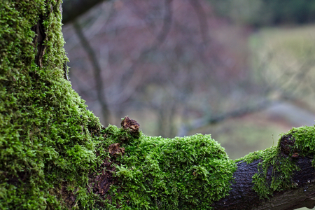 Tree trunk and branch overgrown with lush green mossの写真素材