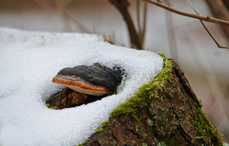 Mushroom growing on a snow-covered tree stump