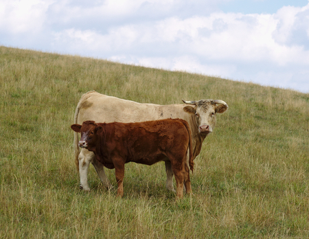 White cow with brown calf standing in a grassy pasture and looking at the cameraの写真素材