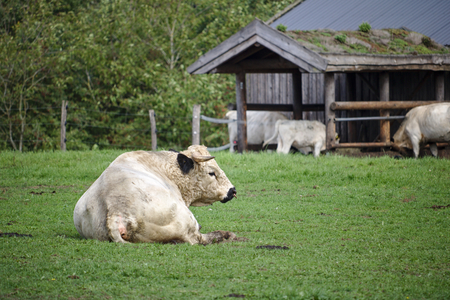 British white park bull sitting on a green pasture with stable in the backgroundの写真素材