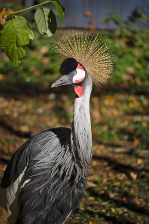 Portrait of a grey crowned craneの写真素材