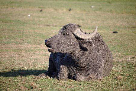 Water buffalo lying on a green pastureの写真素材