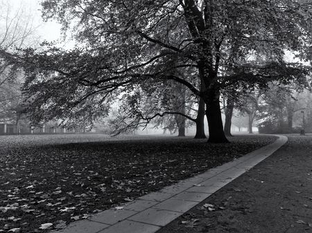 Huge tree in a park in autumn with stone pathway leading away in the distance (monochrome)の写真素材