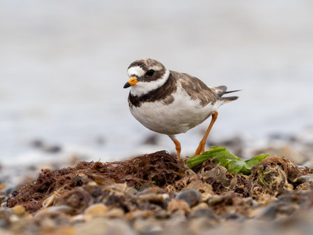 Adult ringed plover on a pebble beach looking at the camera