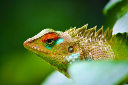 Lizard on treeの写真素材