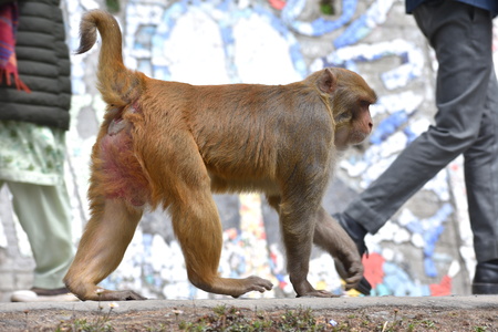 An adult male Rhesus Macaque monkey walking on four legs with walking human feet in the background,...