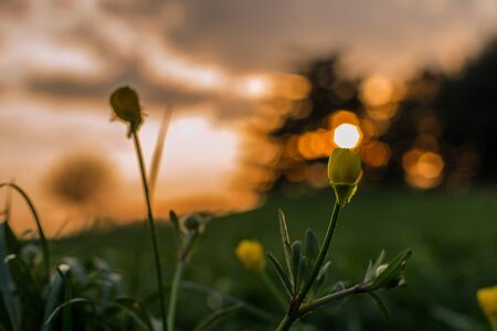 Image in golden hour time , fantastic sundown out of focus with flowersの写真素材