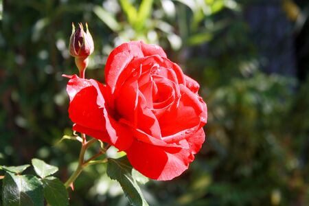 the wet rose with a rose budの写真素材