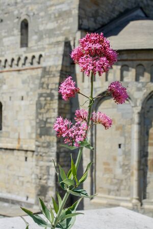 hard life for this flower, it's growing on cement near that church, holy flowerの写真素材
