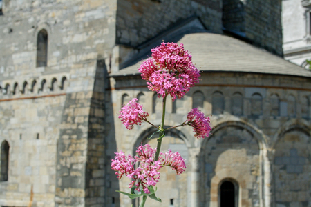 hard life for this flower, it's growing on cement near that churchの写真素材