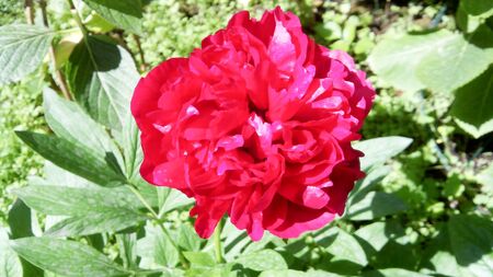red roses backgrounds, colored flora outdoor park in spring, is a full red rose herba , italyの写真素材