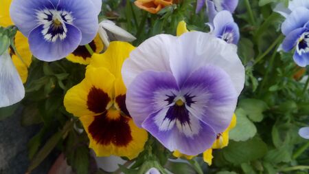 flowers yellow and pourple backgrounds, colored flora outdoor park in spring , italyの写真素材