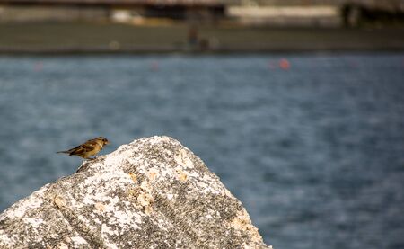 bird on rock colored birds on the sea frame, color filters, colored,の写真素材
