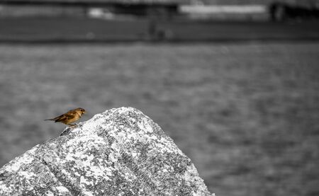 sea frame black and white on color bird, sparrow standing on a rockの写真素材