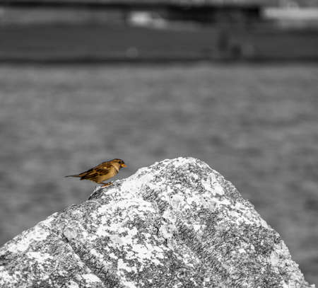 Sparrow only on rocks, colors, sea backgrounds black and white blurred hazy ocean  frame, colored birdsの写真素材