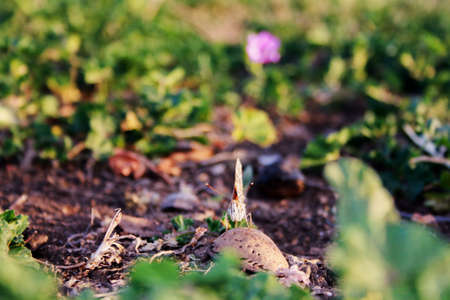 Butterfly standing on the green ground on an almondの写真素材