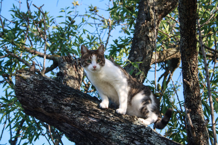 Cats are lovely animals, a cat portraits sweety pictureの写真素材